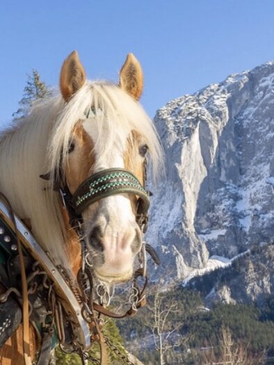 Thomas Raich, Altaussee, Pferd | © Thomas Raich