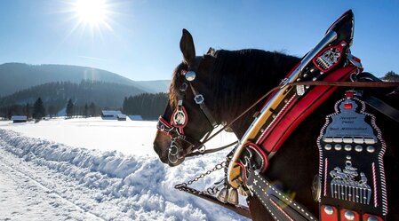 Horse-drawn sleigh and carriage rides | © TVB Ausseerland Salzkammergut_Tom Lamm | TVB Ausseerland Salzkammergut_Tom Lamm | © TVB Ausseerland Salzkammergut_Tom Lamm