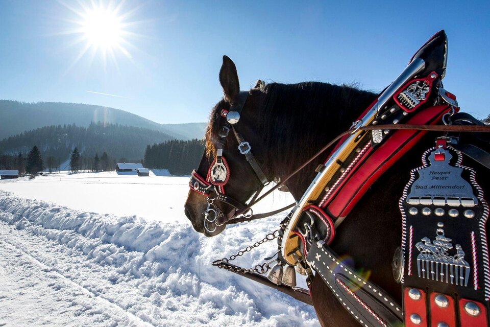 Horse-Drawn Carriage/Sleigh rides Neuper - Impression #1 | © TVB Ausseerland Salzkammergut_Tom Lamm