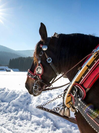 Horse-drawn sleigh and carriage rides | TVB Ausseerland Salzkammergut_Tom Lamm | © TVB Ausseerland Salzkammergut_Tom Lamm