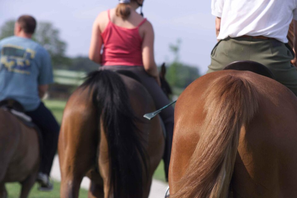 Pferdezucht Nowak in Bad Blumau - Impression #1 | © Kurkommission Bad Blumau/A. Bruckner
