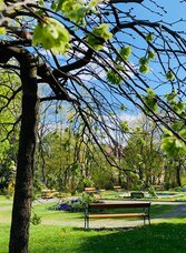 City Park_Tree view_Eastern Styria | © Stadtgemeinde Gleisdorf_Tourismusverband Oststeiermark | © Stadtgemeinde Gleisdorf_Tourismusverband Oststeiermark