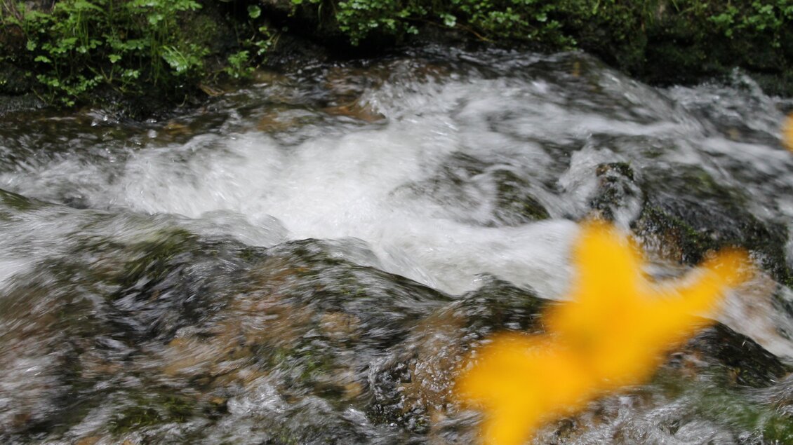 Bach im Wald. | © Tourismusverband Oststeiermark