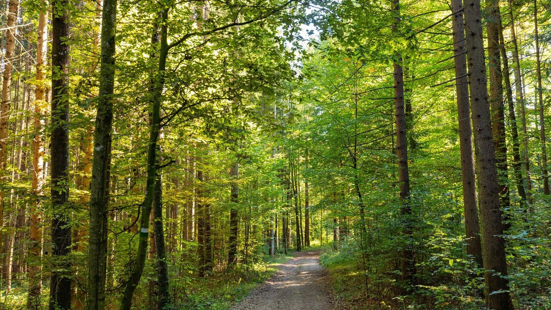 Ein schöner Waldweg mit grünen Bäumen und viel Sonnenlicht. Der Weg führt durch eine friedliche, natürliche Umgebung. | © TV Region Graz - Harry Schiffer