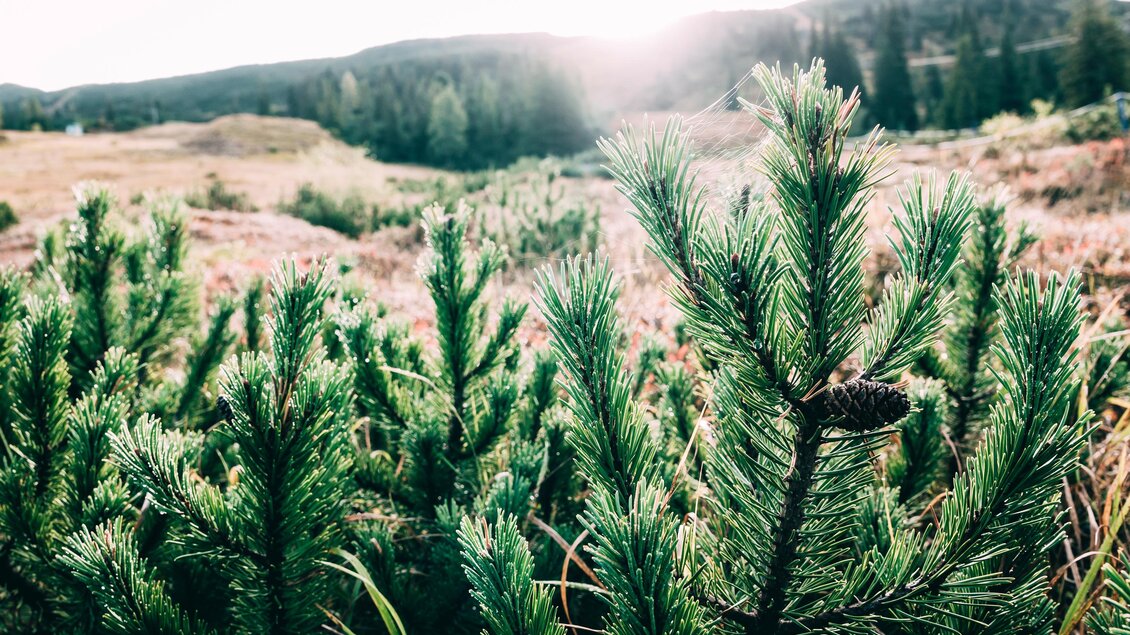 Eine grüne Landschaft mit jungen Nadelbäumen und sanften Hügeln im Hintergrund. Die warme Sonnenstrahlung bringt eine ruhige Atmosphäre in die Szene. | © Armin Walcher