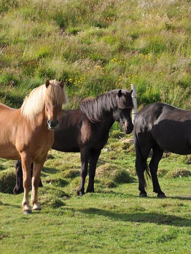 Drei Pferde grasen auf einer grünen Wiese. Eines ist hellbraun, die anderen zwei sind schwarz. | © Symbolfoto Pixabay | Ronile