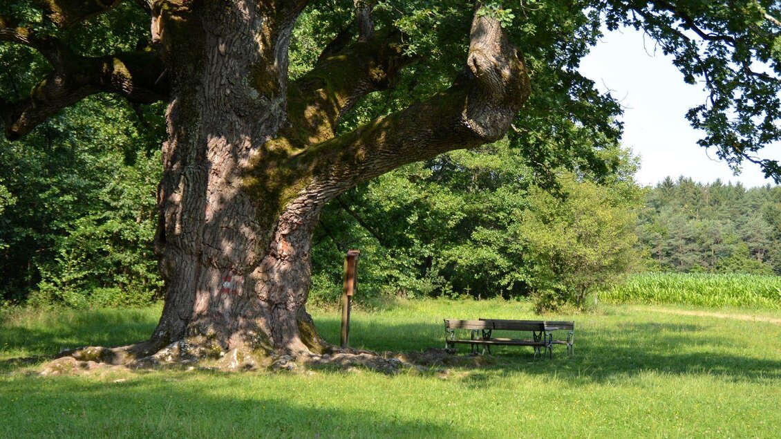 Ein großer Baum steht auf einer grünen Wiese. Neben dem Baum befindet sich eine Bank in der ruhigen Umgebung. | © Kurkommission Bad Blumau
