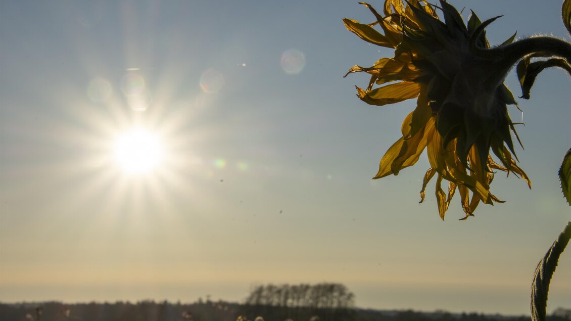 Eine verwelkte Sonnenblume im Vordergrund, die von der Sonne beleuchtet wird. Im Hintergrund ist ein heller Himmel zu sehen. | © Kurkommission Bad Blumau