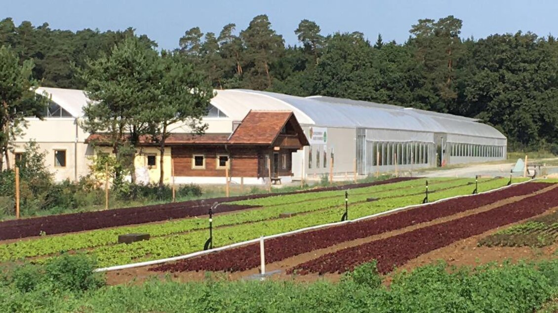 Ein landwirtschaftliches Areal mit grünen und roten Salatbeeten. Im Hintergrund sieht man moderne Gewächshäuser und Wälder. | © Kurkommission Bad Blumau