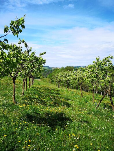 Obstgärten | © Familie Bunderla