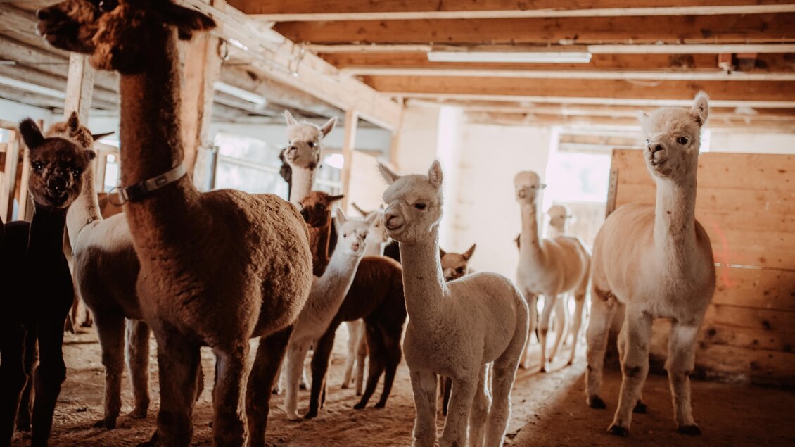 Reich Quellengut_Alpakas_Oststeiermark | © Hadas Natural Photography