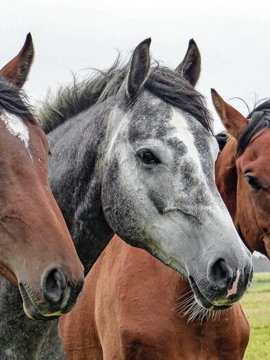 ReitclubKaltenegger-Pferde-Murtal-Steiermark | © Pixabay
