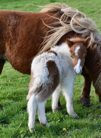 Ponyhof | JACLOU-DL | © Pixabay.com