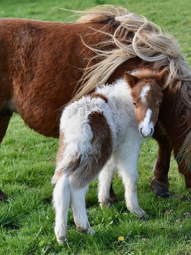 Ponyhof | © Pixabay.com