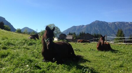 Reiterbauernhof Schartner, Altaussee, horse | © Reiterbauernhof Schartner | Reiterbauernhof Schartner | © Reiterbauernhof Schartner