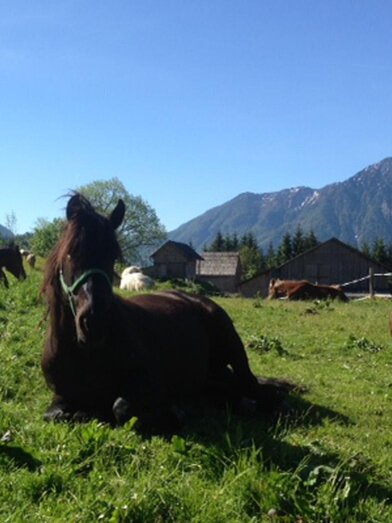Reiterbauernhof Schartner, Altaussee, horse | Reiterbauernhof Schartner | © Reiterbauernhof Schartner