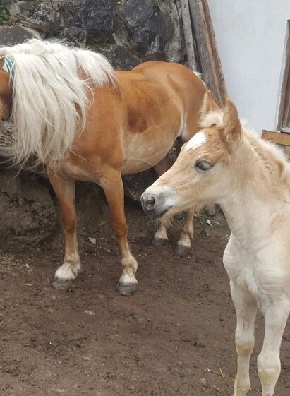 Pferde am Reiterhof Aigner | © Reiterhof Aigner