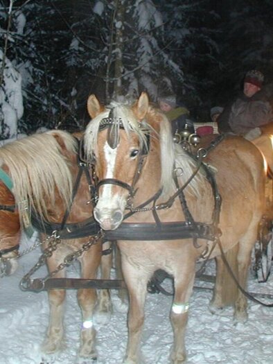 Two horses pull a sleigh ride through a snowy forest at night. The surroundings are calm and wintry, with snow-covered trees. | © Reiterhof Aigner
