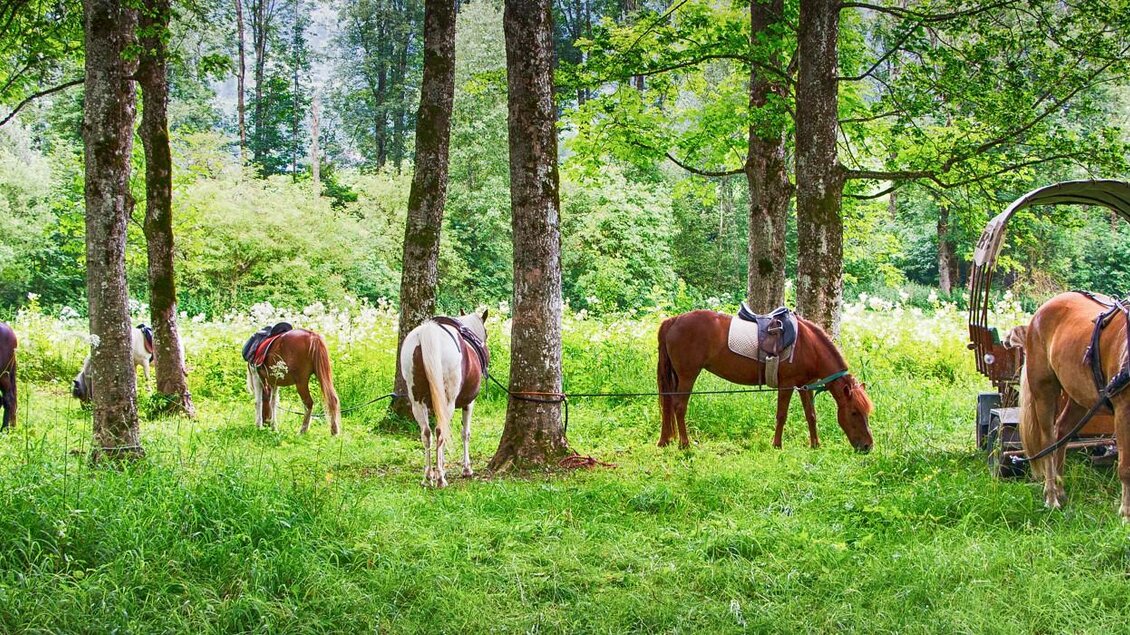 Eine Gruppe von Pferden grast friedlich im grünen Wald. Umgeben von Bäumen und Wiese steht auch eine alte Pferdekutsche.