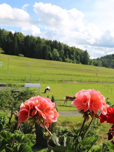 Koppel Schupanez | © Manuela Weisch | Manuela Weisch | © Manuela Weisch