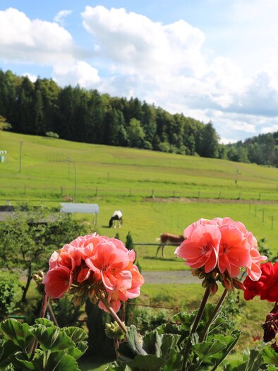 Koppel Schupanez | © Manuela Weisch