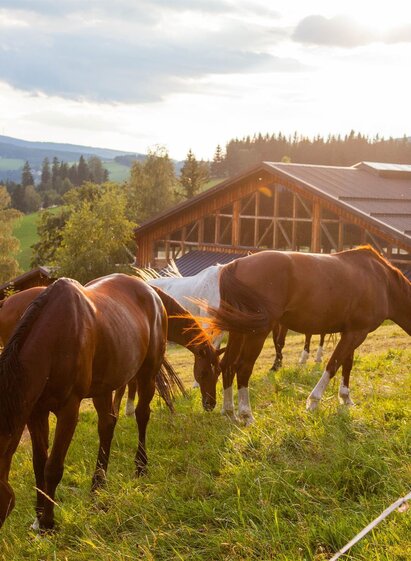 Reiterparadies Ponyhof_Pferde_Oststeiermark | © Der Ponyhof Familienhotel und Reiterparadies