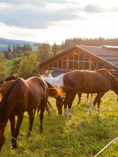 rider´s paradise Ponyhof_horses_Eastern Styria | © Der Ponyhof Familienhotel und Reiterparadies