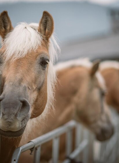 Reiten im Gesäuse | © Stefan Leitner | © Stefan Leitner