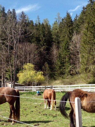 Ceipek horses | © TVB Ausseerland Salzkammergut/Johanna Provatopoulos