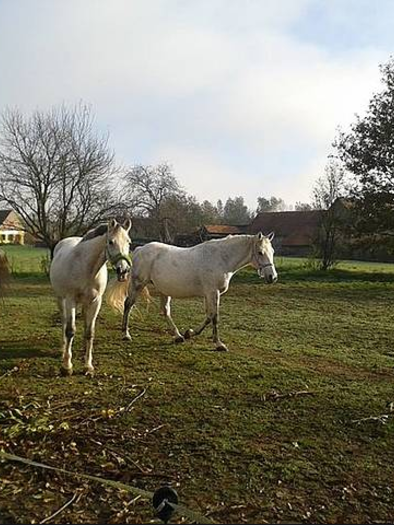 Pferde | © Reitstall Hatzl