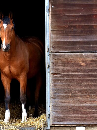 Riding stable Stud-K_Horse_Eastern Styria | © Tourismusverband Oststeiermark