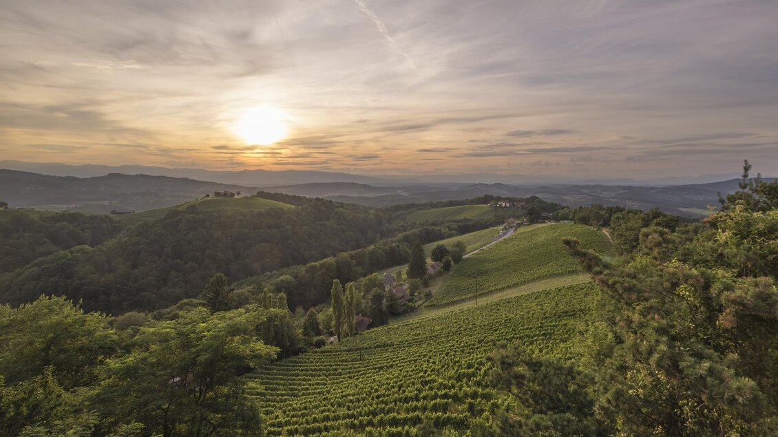 Eine malerische Weinlandschaft bei Sonnenuntergang. Die Hügel sind mit Reihen von Weinreben bedeckt und von sanften Wäldern umgeben. | © Hannes Harkamp