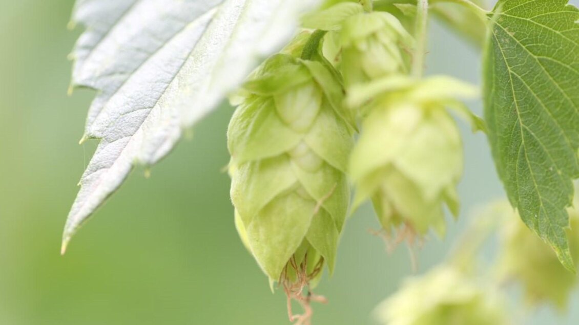 Bieratelier 3 | © Richards Bieratelier