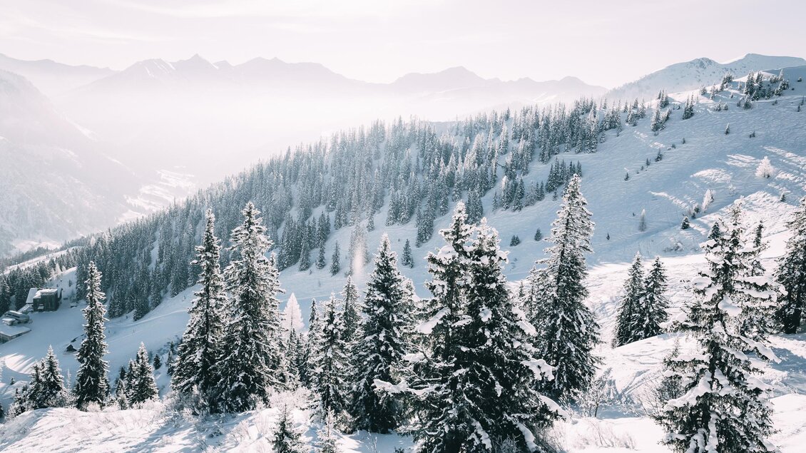 Eine verschneite Landschaft mit hohen Tannenbäumen und sanften Hügeln im Hintergrund. Der Himmel ist hell und die Atmosphäre wirkt winterlich und friedlich. | © Armin Walcher