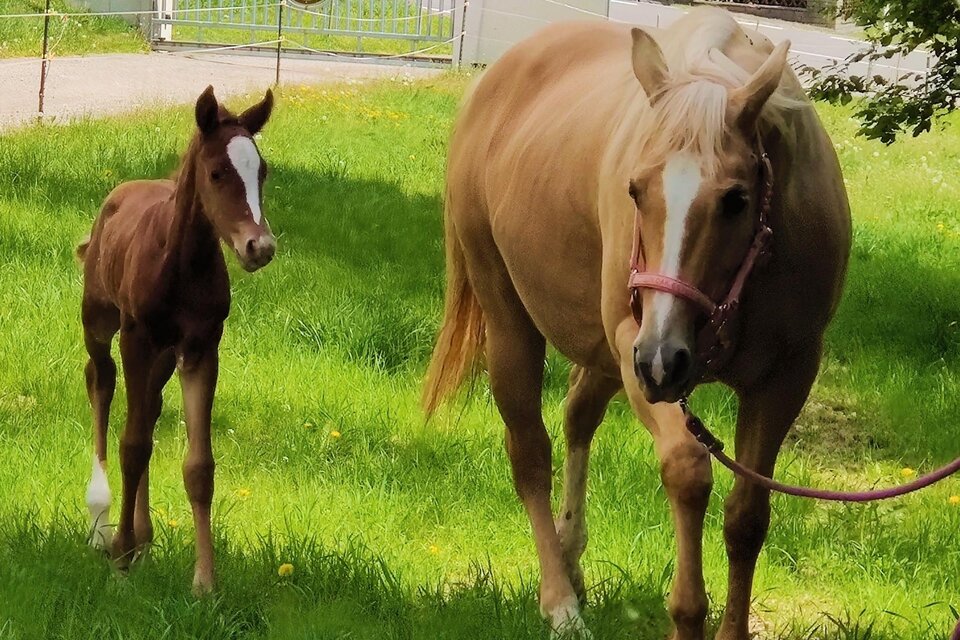Robausch Reining Horses - Impression #1 | © Robausch
