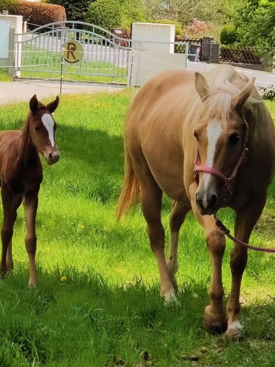 Robausch Reiten | © Robausch
