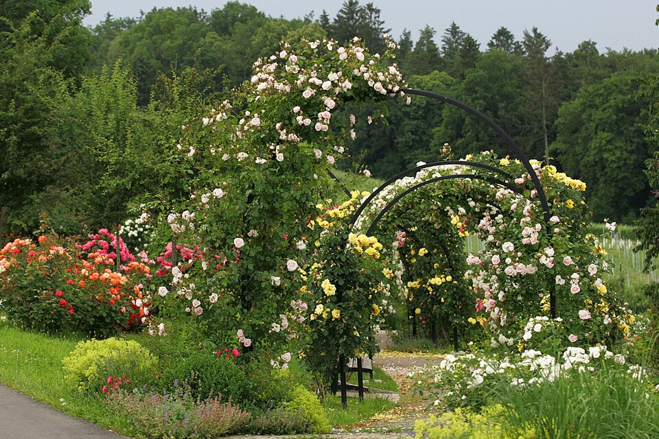 Rose garden at St. Peter's Church in Ottersbach - Impression #1 | © Zur Verfügung gestellt von der Marktgemeinde St. Peter/O.