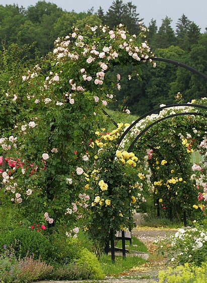Rosengarten | Josef Pail | © Zur Verfügung gestellt von der Marktgemeinde St. Peter/O.