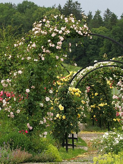 Rosengarten | © Zur Verfügung gestellt von der Marktgemeinde St. Peter/O.