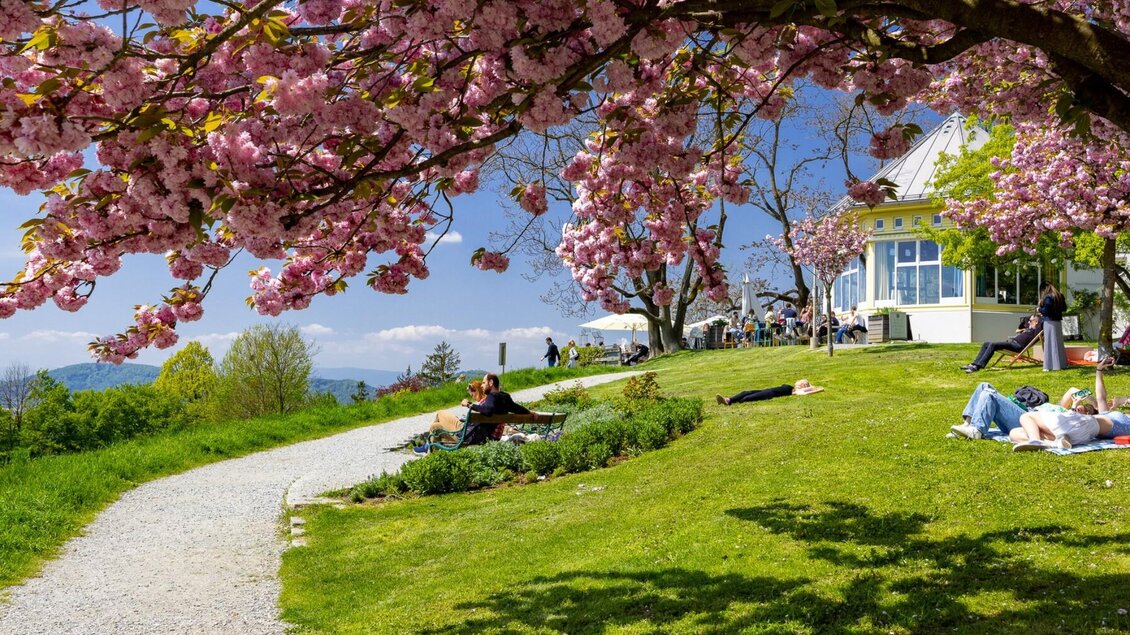 Menschen genießen unter blühenden Kirschbäumen am Rosenhain in Graz die Frühlingssonne. | © Graz Tourismus-Harry Schiffer
