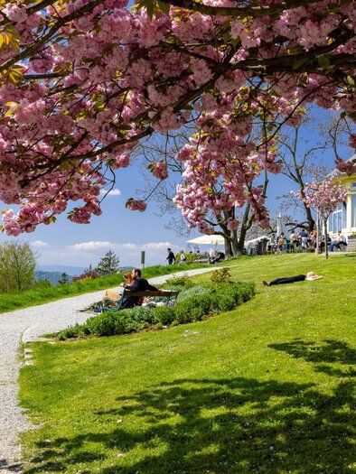 Menschen genießen unter blühenden Kirschbäumen am Rosenhain in Graz die Frühlingssonne. | © Graz Tourismus-Harry Schiffer