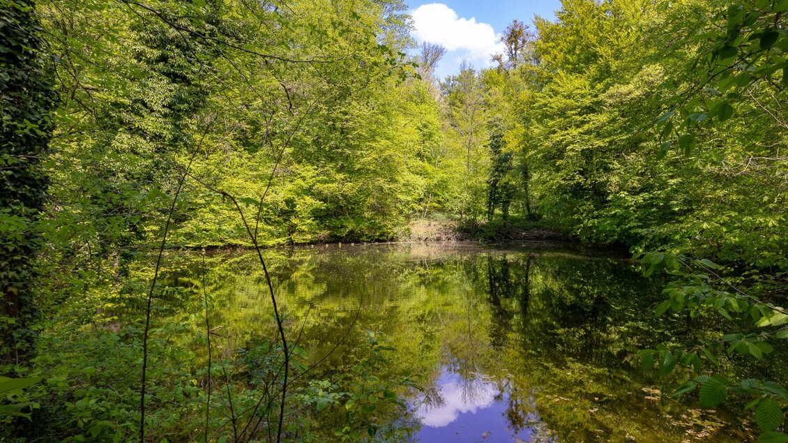 Kleiner Teich im grünen Laubwald des Rosenhains in Graz mit Spiegelung im Wasser. | © Graz Tourismus-Harry Schiffer