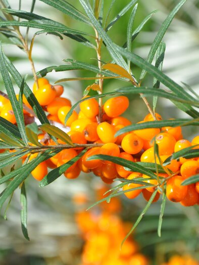 SANDICCA_Sanddorngärten_Oststeiermark | © SANDICCA