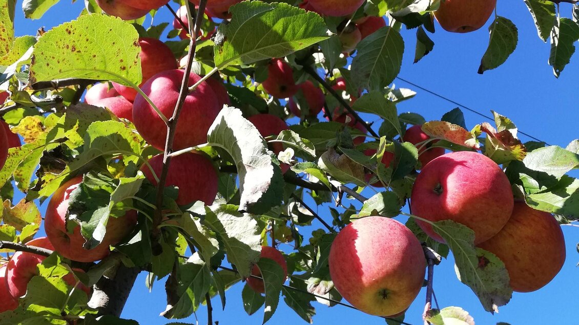 Ein Apfelbaum voller reifer, roter Äpfel vor einem klaren blauen Himmel. Die Blätter sind grün und gesund. | © Markus Putz