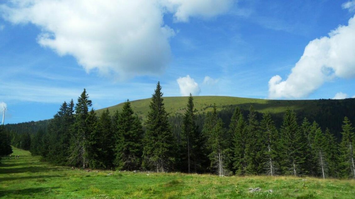 Eine grüne Wiese mit hohen Fichten und sanften Hügeln. Der Himmel ist blau und mit einigen weißen Wolken bedeckt. | © TV Lipizzanerheimat | EU