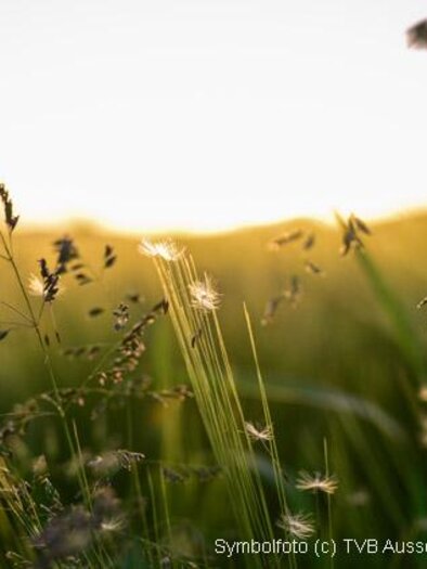 A green meadow with tall grasses gently swaying in the wind. In the background, a soft sunset can be seen. | © TVB Ausseerland - Salzkammergut/Jacqueline Korber