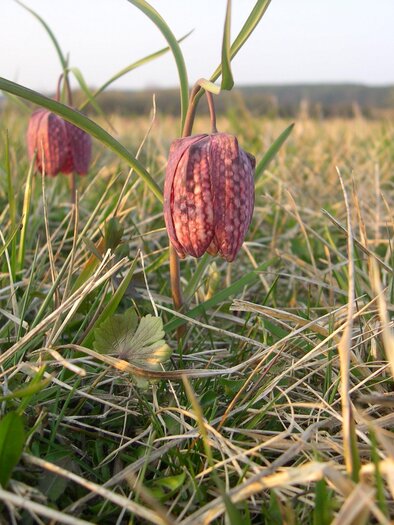 Großssteinbach_ Schachblume1_Oststeiermark | © Josef Kaufmann