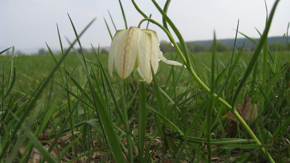 Großssteinbach_ Schachblume_Oststeiermark | © Josef Kaufmann