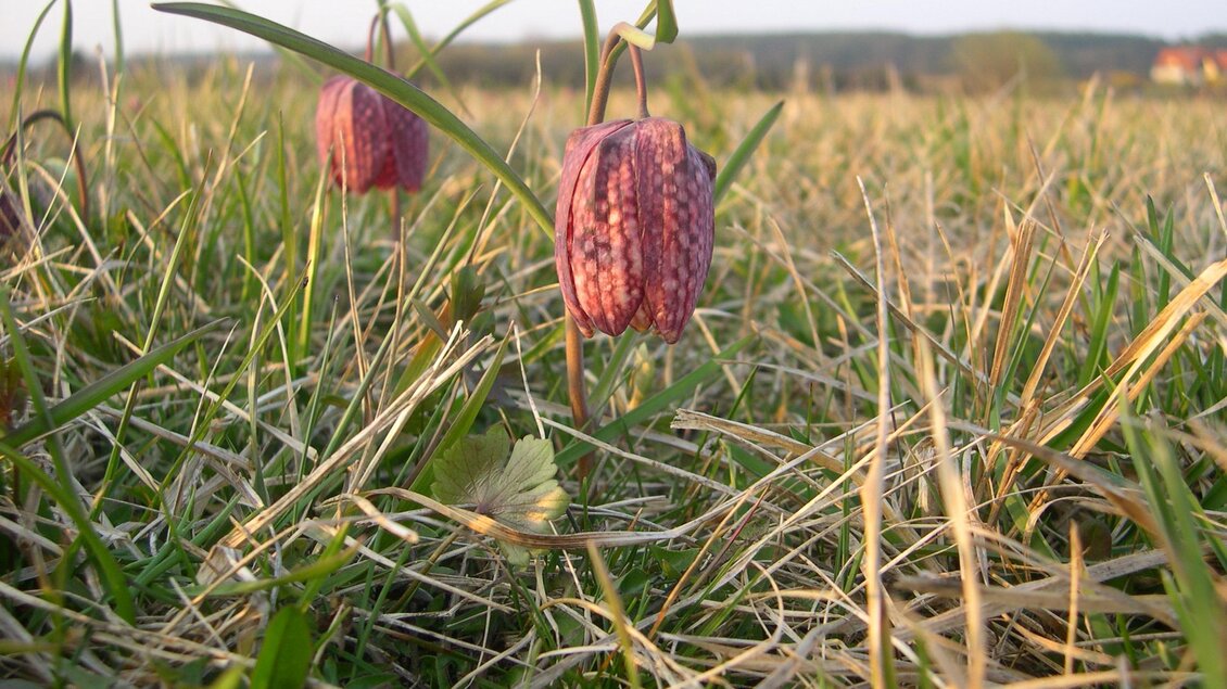 Großssteinbach_ Schachblume2_Oststeiermark | © Josef Kaufmann