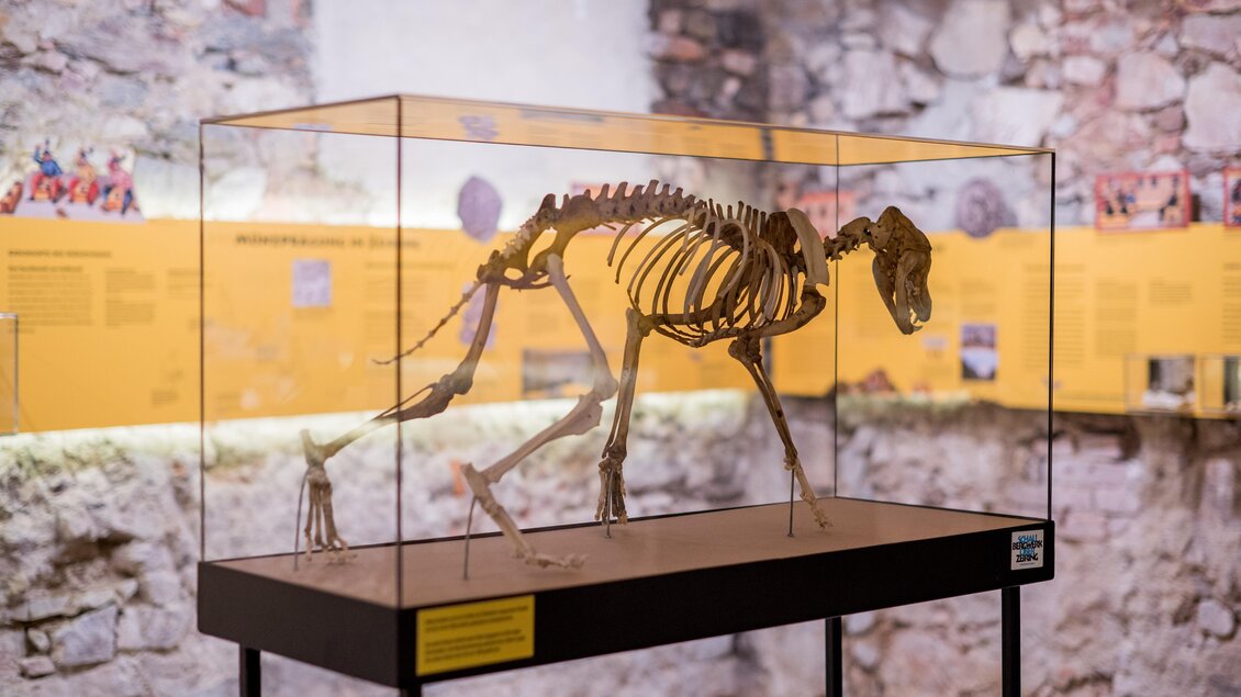 Ein Skelett eines Hundes in einer Glasvitrine. Im Hintergrund sind informative Tafeln sichtbar. | © Anita Fössl